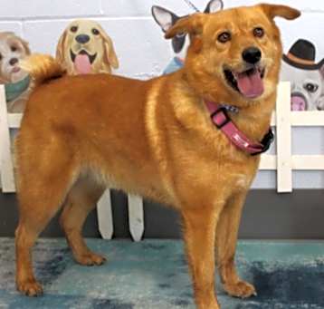 Photo of Everest URGENT PLEASE SAVE HER