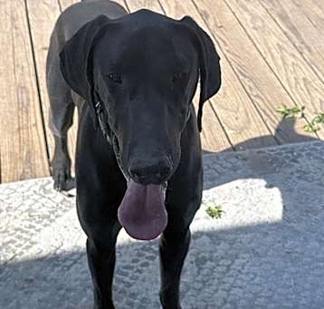 Photo of Snickers