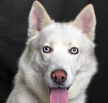 Photo of *SNOWY