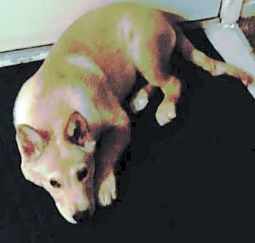 Photo of Buddy