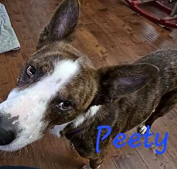 Photo of PETEY