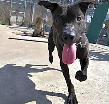 Photo of Run D.O.G