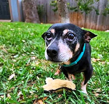Photo of Hot Dog