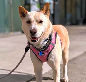 Photo of Sunny