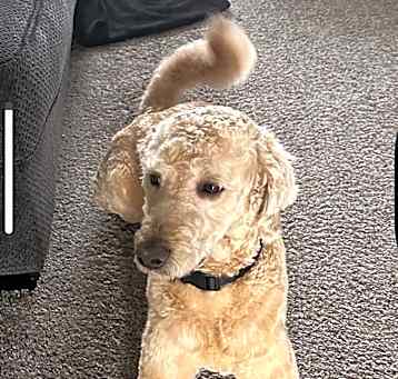 Photo of fozzie AKA OZZIE