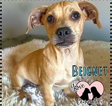 Photo of Beignet