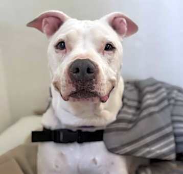 Photo of Dolly