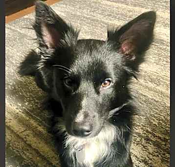 Photo of Gunner
