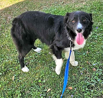 Photo of Barkley