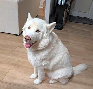 Photo of Mello