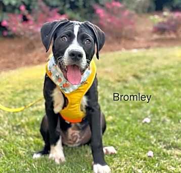 Photo of Bromley
