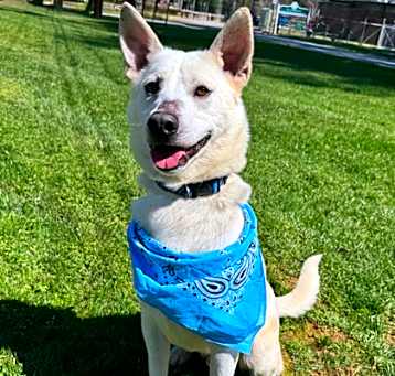 Photo of Apollo