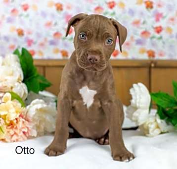 Photo of Otto
