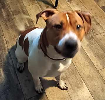 Photo of Bruno