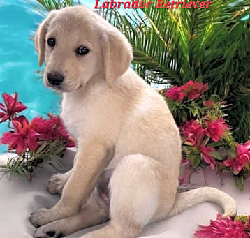 Photo of Sheba