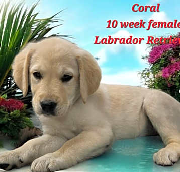 Photo of Coral