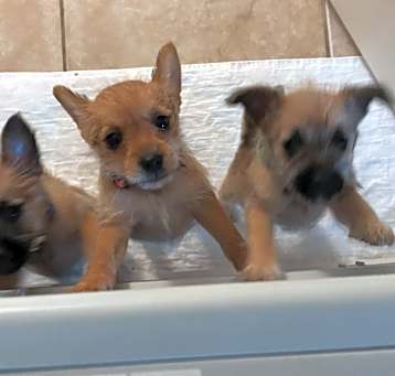 Photo of Foster needed for schnauzer mi
