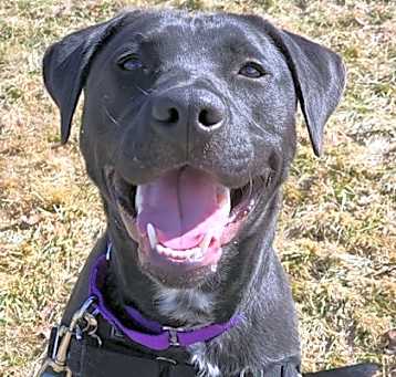 Photo of Stella