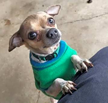 Photo of Gadget