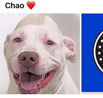 Photo of CHAOS
