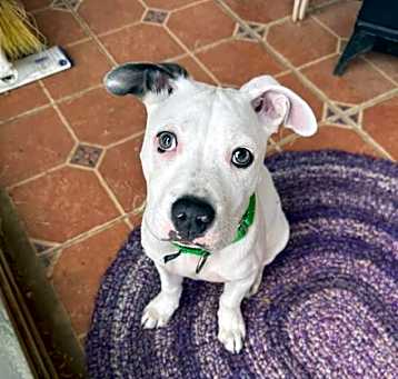 Photo of Daisy