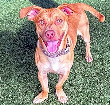 Photo of Ginger