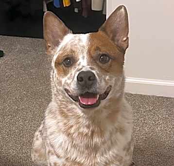 Photo of Cowboy