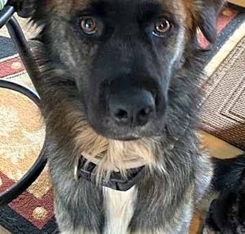 Photo of Ghost *Rowdy*