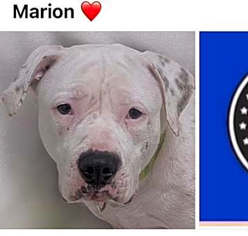 Photo of MARION