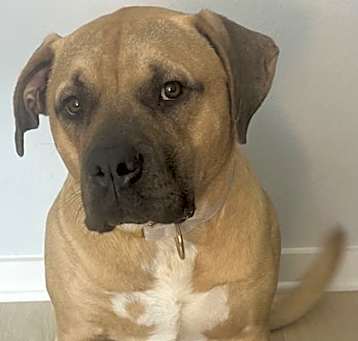 Photo of Cane
