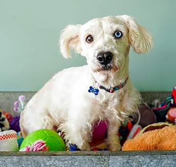 Photo of Bonnie