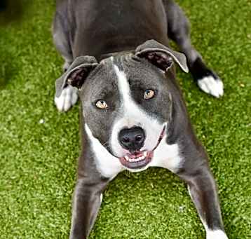 Photo of Rexi