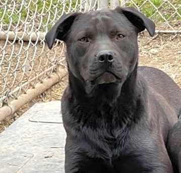 Photo of Ruger