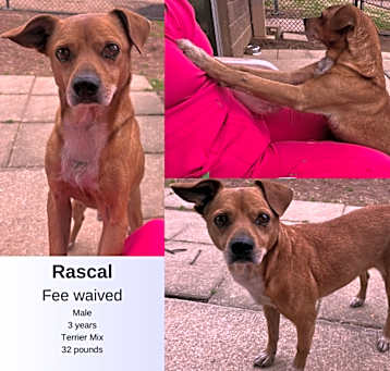 Photo of Rascal