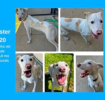 Photo of Buster