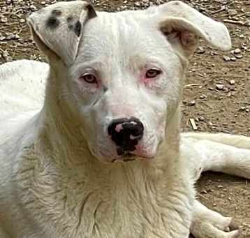 Photo of Spot