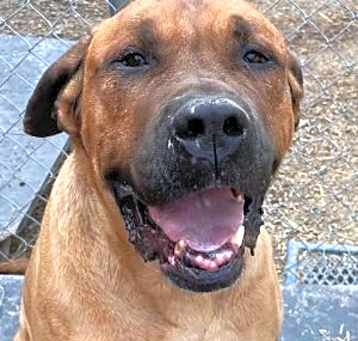 Photo of Drako
