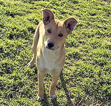 Photo of Muffin