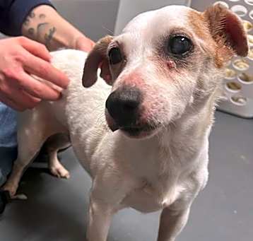 Photo of Buddy