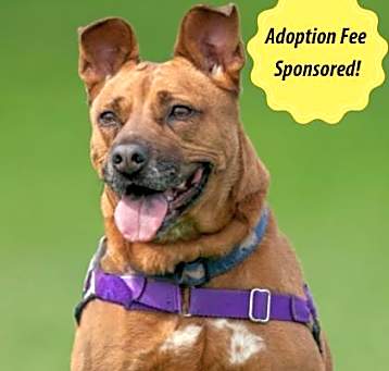 Photo of Missy (in foster)