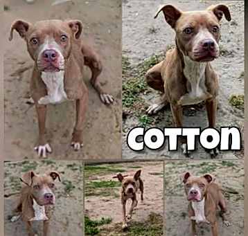 Photo of Cotton Socks