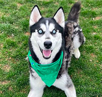 Photo of Jester