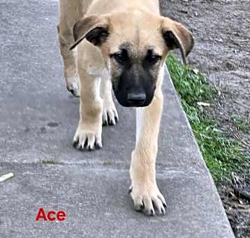 Photo of Ace