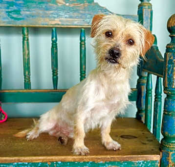 Photo of Peso