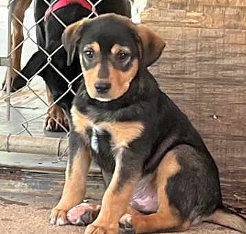 Photo of Elmer