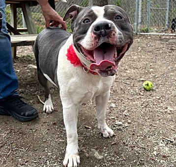 Photo of Dixie
