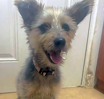 Photo of MOUSE MAX