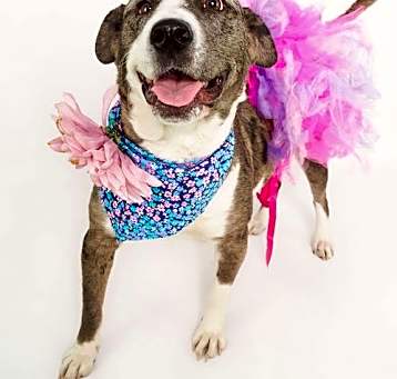 Photo of Pippa