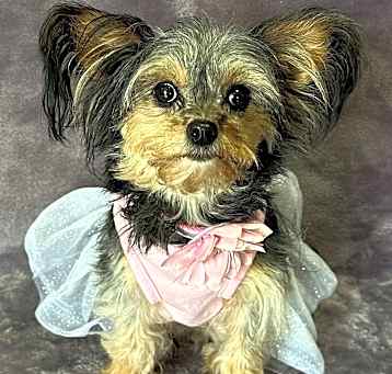 Photo of Lulu