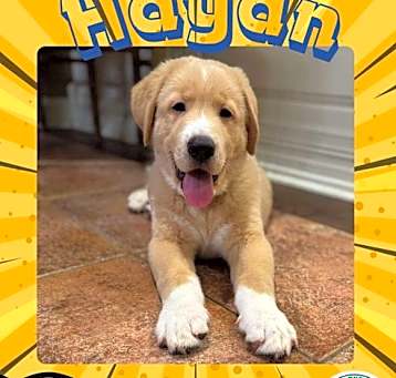 Photo of Haydn (Joseph Haydn)